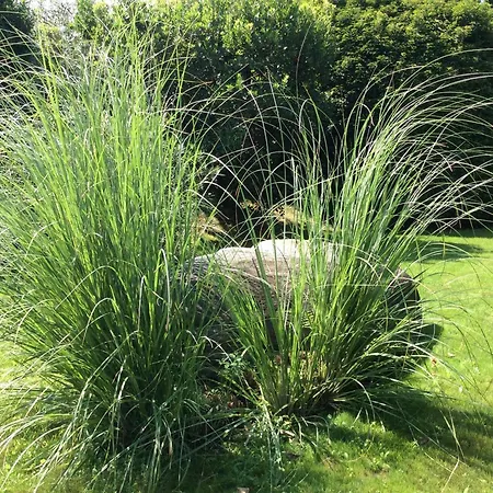 Sabrina 09 By Fewotessin Appartement